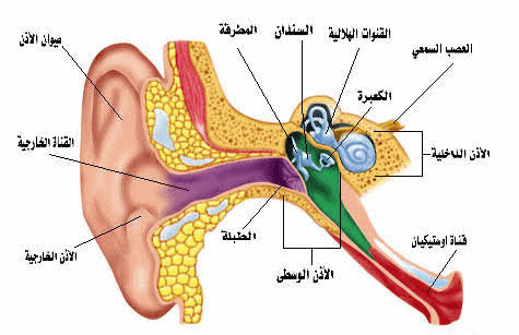 تركيب الأذن التشريحي